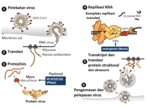Mekanisme antivirus Paxlovid dan Molnupiravir
