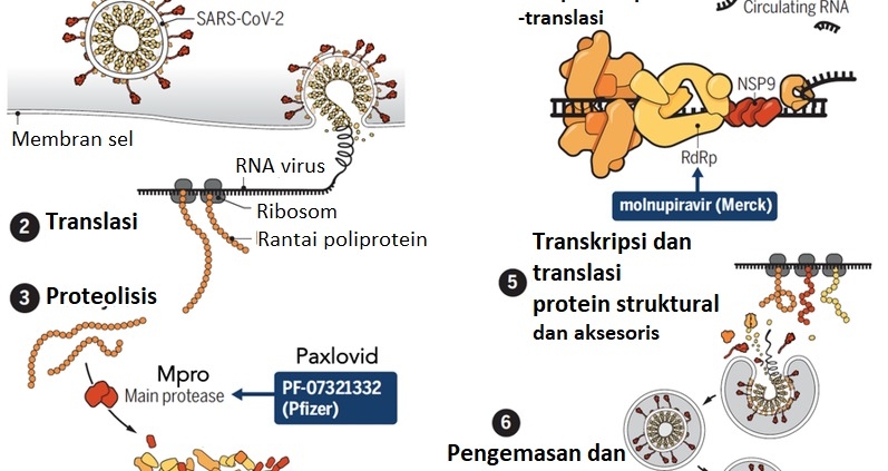 Mekanisme antivirus Paxlovid dan Molnupiravir